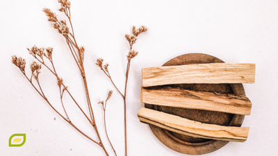 What is Palo Santo Sacred Wood And Why You Should Use It