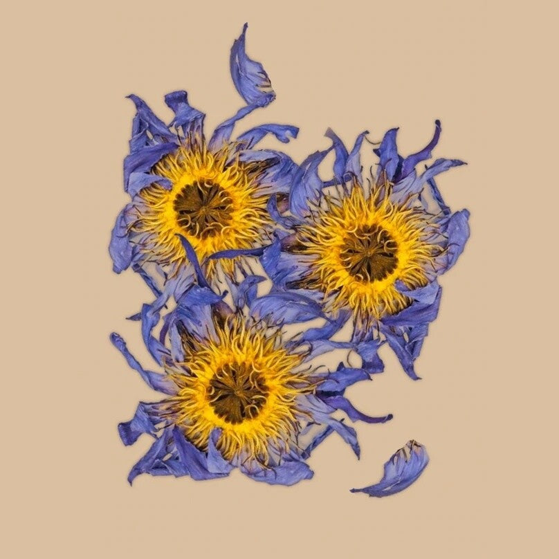Anima Mundi Whole Blue Lotus Flower 11gram